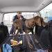 Hunde im Einsatz