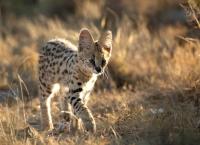 Wildes Südafrika - Wo die Wüste blüht