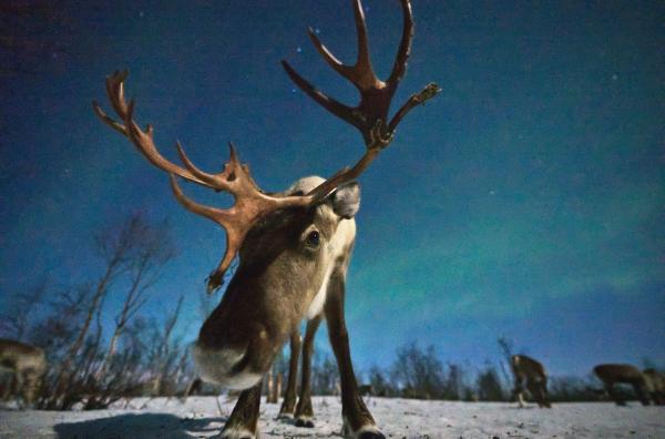 Bild 1 von 3: Rentiere sind perfekt an das Leben in eisiger Kälte angepasst, mit ihrem ausgeprägten Geruchssinn wittern sie Nahrung in bis zu einem Meter Tiefe unter dem Schnee.