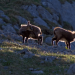 Wildes Bayern