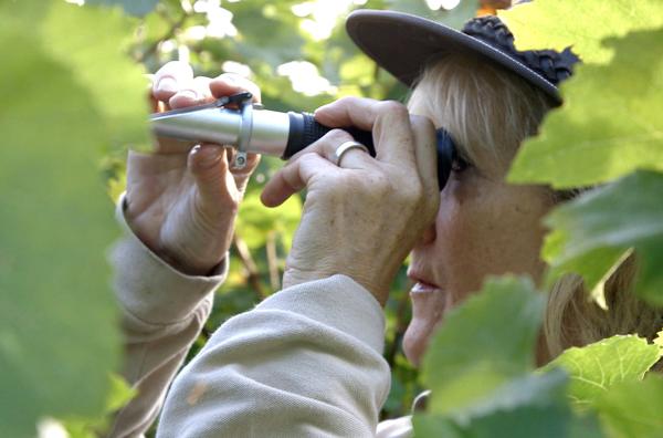 Bild 1 von 3: Sogar die königliche Familie produziert ihren eigenen Sparkling. Seit der Einführung 2013 reißen sich die Engländer um den edlen Tropfen, der im Park von Schloss Windsor angebaut wird. Anne Linder ist hier für die Weinherstellung zuständig.