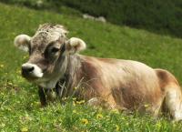 Faszination Heimat
