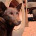 Red Dog - Ein Held auf vier Pfoten