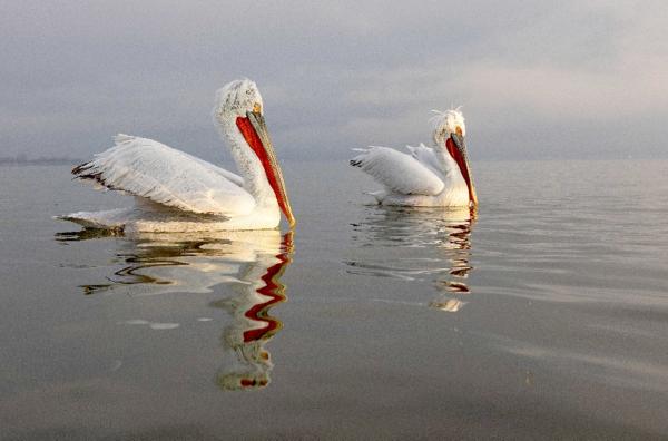 Bild 1 von 5: Mit mehr als 300 brütenden Paaren kehrt der einst fast verschwundene Krauskopfpelikan ins Donaudelta zurück.