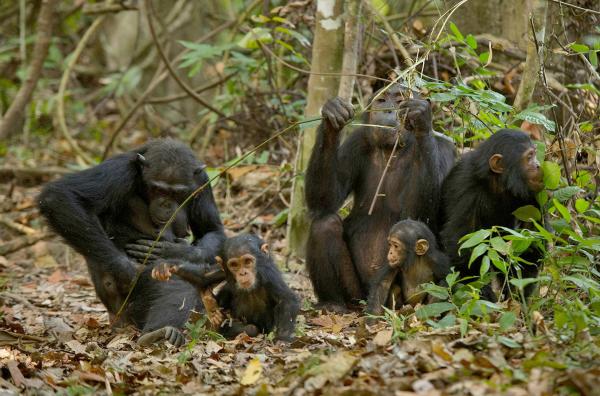 Bild 1 von 5: Eine Schimpansenfamilie versteckt sich im dichten Wald des Mahale-Mountains-Nationalparks in Tansania.