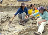 Geheimnisse der Jurassic-Saurier