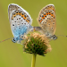 Rettet die Insekten