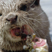 Paula und die wilden Tiere