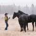 Heartland - Paradies für Pferde