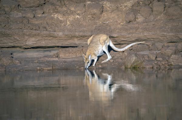 Bild 1 von 4: In der Trockenzeit riskieren Wallabys und ihre Jungtiere ihr Leben an den letzten Wasserstellen der Kimberley-Region - ungeachtet der dort lauernden Krokodile.