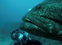 Chasing Monsters - Monsterfischen auf der Spur