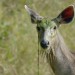 Wildes Eden: Indien