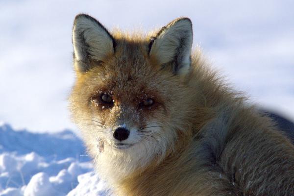 Bild 1 von 4: Der Rotfuchs profitiert vom Klimawandel und dringt bis in den Norden Skandinaviens vor.