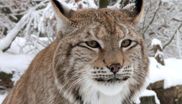 Bild 1 von 6: An der Soca in Slowenien wurde auch die größte Raubkatze Europas wieder angesiedelt - der Luchs.