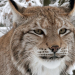 Abenteuer Wildnis