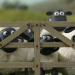Shaun das Schaf