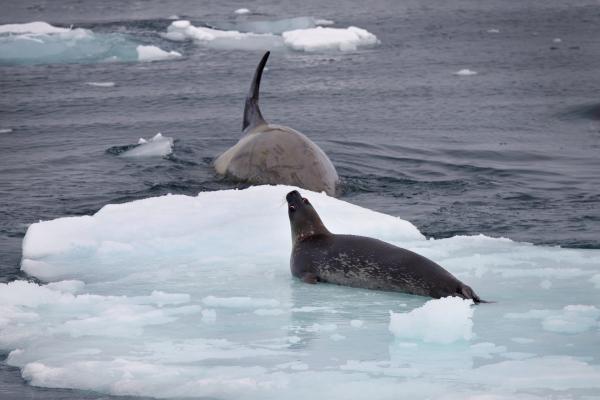 Bild 1 von 10: Orcas jagen Seeleoparden eher selten.
