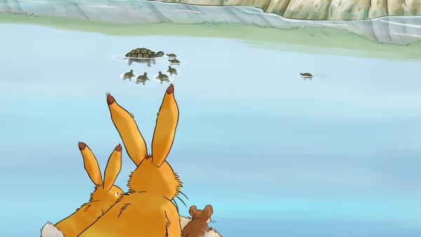 Bild 1 von 5: Der kleine Hase beobachtet mit dem großen Hasen und der kleinen Feldmaus die Schildkröten im Fluss.© KiKA/SLR Productions Australia Pty.Ltd./Scrawl Studios Pte Ltd./hr/ARD - Honorarfreie Verwendung gemäß AGB im redaktionellen Zusammenhang mit genannter Sendung bei Nennung \