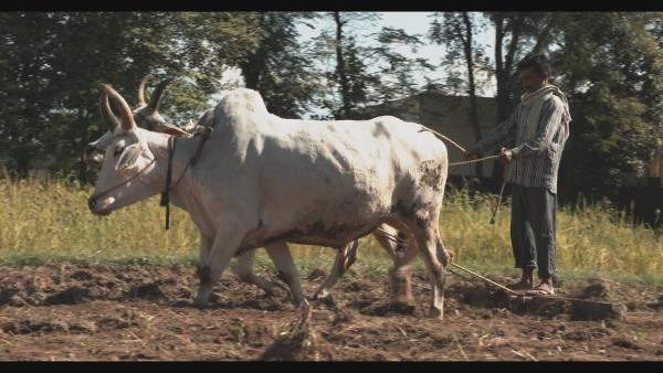 Bild 1 von 5: Indien hat sich, nach Einführung neuer Landbautechniken und neuer Züchtungen, vom Getreideimporteur zum Nahrungsmittelexporteur entwickelt.
