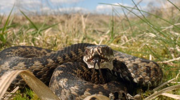 Bild 1 von 2: Die Moore im Norden Hamburgs sind der Lebensraum der Kreuzotter.