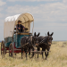 Wilder Westen