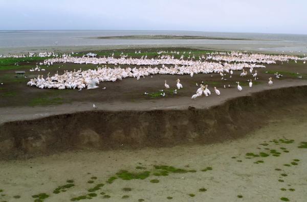 Bild 1 von 6: Etwa 2.000 Brutpaare von Rosapelikanen finden sich jedes Jahr auf einer kleinen Insel im Süden Russlands ein.