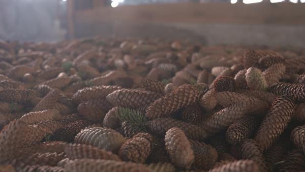 Bild 1 von 5: Zapfen für den Baumnachwuchs.