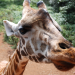 Giraffen - Giganten hautnah