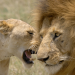 Die Großkatzen der Masai Mara