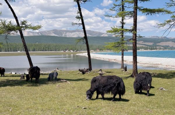 Bild 1 von 5: Yaks am Ufer des Chöwsgöl-Sees, dem größten Trinkwasserreservoir der Mongolei. Seit 1992 ist er ein Nationalpark und streng geschützt.