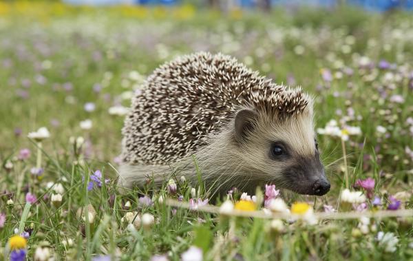 Bild 1 von 16: Der Igel ist weit verbreitet - er kommt in Europa, Afrika und Teilen Asiens vor. Die Stacheln haben sich aus Haaren gebildet. Sein Äußeres erinnert an zwei weitere Stacheltiere, den Ameisenigel und den Tenrek - aber mit beiden ist er nicht verwandt.