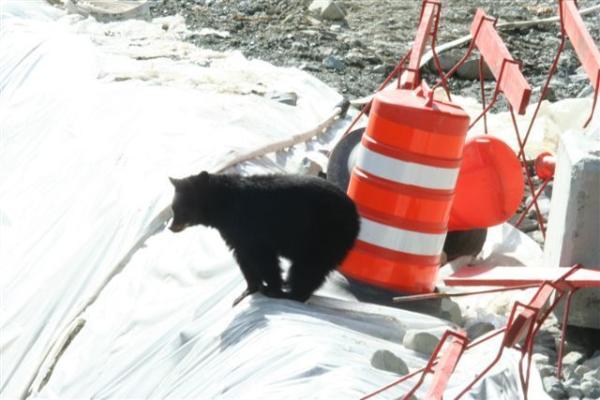 Bild 1 von 7: Der Bär Chesnut lebt auf der Baustelle der Olympiabobbahn.