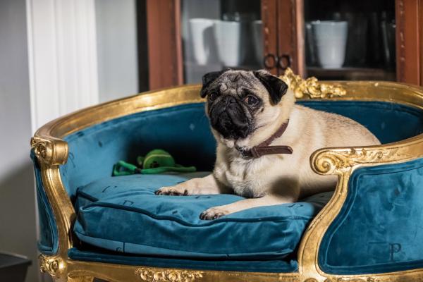Bild 1 von 15: So ein Sofa hat nicht jeder und nicht nur auf dem Sofa ist er der King: Mops Patrick.