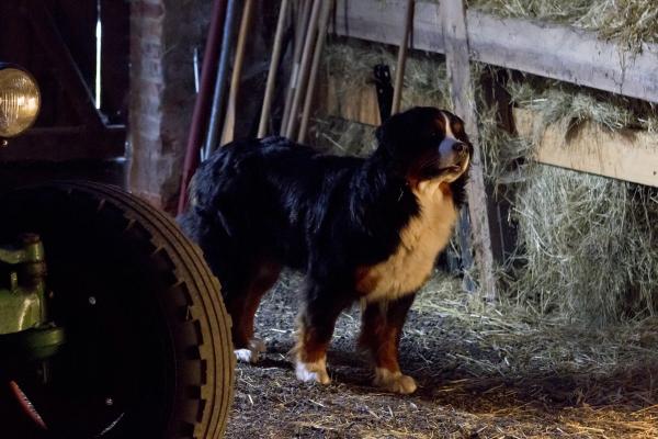 Bild 1 von 3: Keks trifft in der Nacht Sheila Schleiereule.