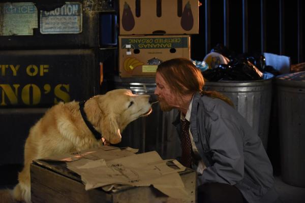 Bild 1 von 8: Cricket (David Hornsby)