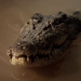 Killer-Krokodile - Tod aus der Tiefe
