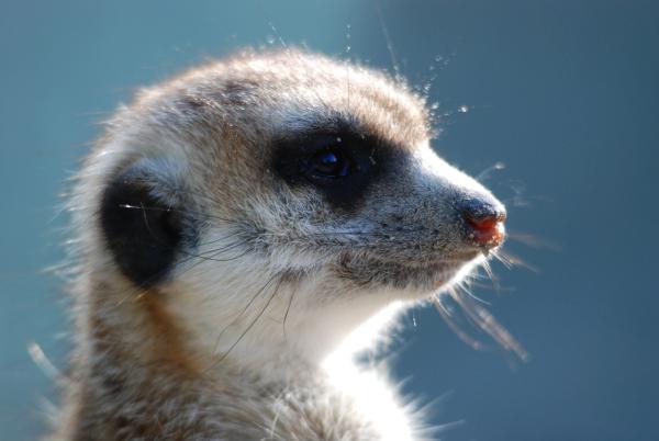 Bild 1 von 1: Ein Erdmännchen.