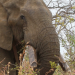Welt der Tiere