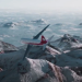 Mayday