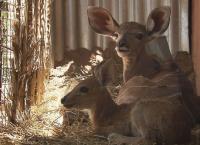 Das Waisenhaus für wilde Tiere