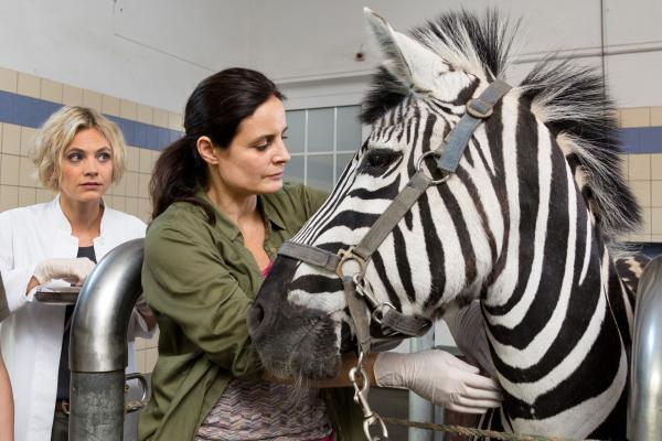 Bild 1 von 3: Nun ist auch noch ein zweites Zebra erkrankt. Aber offensichtlich leidet es unter einer anderen Krankheit, als das erste. Tierärztin Dr. Mertens (Elisabeth Lanz, rechts) und ihre Assistentin Annett (Anna Bertehau, links) stehen vor einem Rätsel.
