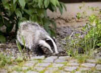 Tiere bis unters Dach