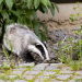 Tiere bis unters Dach
