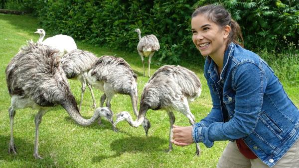 Bild 1 von 6: Anna füttert Große Nandus. Sie fressen Gräser, Samen und Insekten.