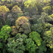 Abenteuer Borneo mit Judi Dench