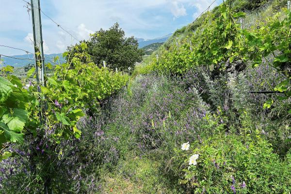 Bild 1 von 2: Biorebberg oberhalb Salgesch.
