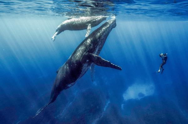 Bild 1 von 10: Ein Taucher filmt einen Buckelwal mit Kalb.