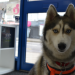 Pets & Docs - Ein Team für Tiere