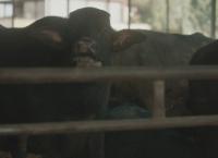 Die Agrar-Mafia - Italiens Bauern unter Druck