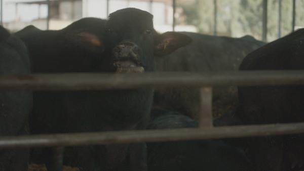 Bild 1 von 7: Kampanien ist vor allem für den Büffelmozzarella bekannt. Längst haben Mafia-Clans auch Veterinärämter infiltriert.